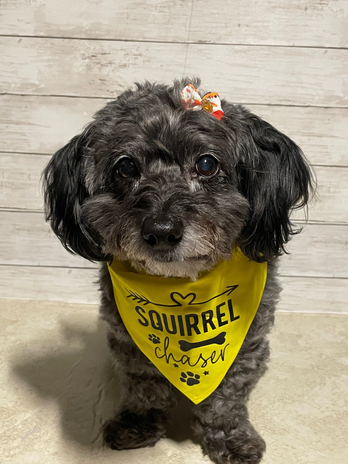 Squirrel Chaser Dog Bandana